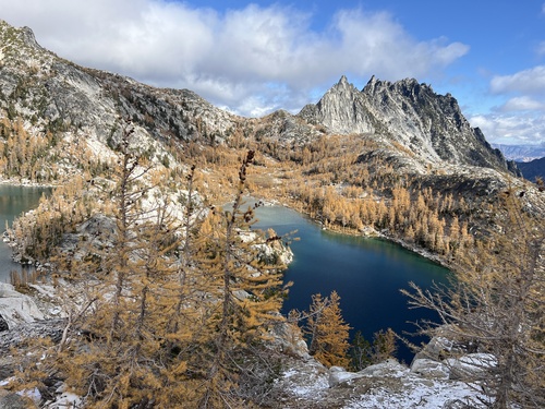 subalpine larch