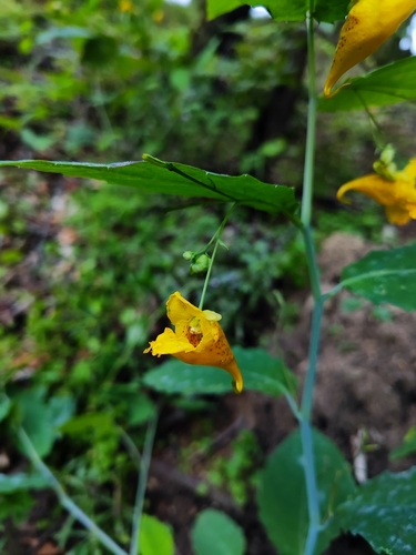 Touch-me-not Balsam