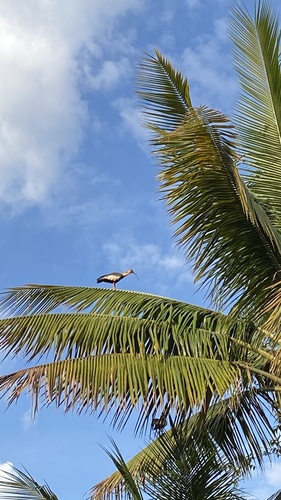 Buff-necked Ibis