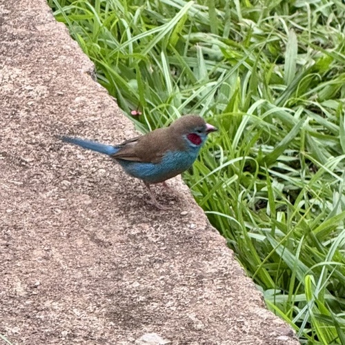 Red-cheeked Cordonbleu