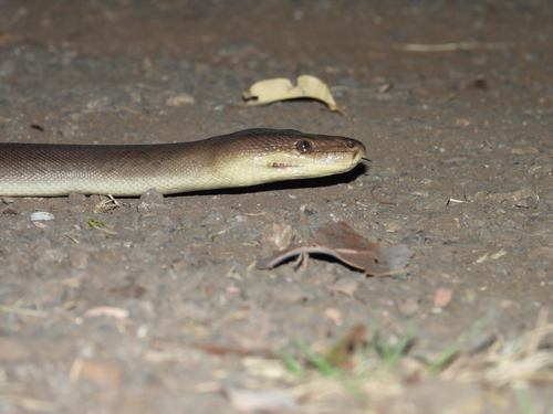 Olive Python sighting