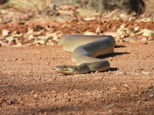 Olive Python sighting