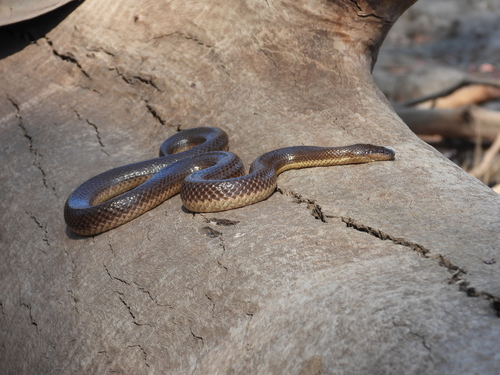 Macleay's Water Snake sighting