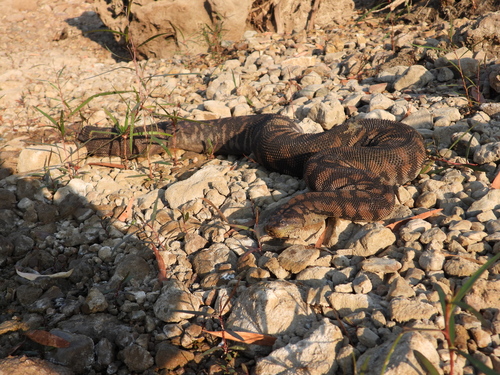Arafura File Snake sighting