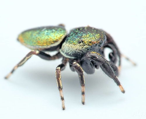 Sassacus papenhoei