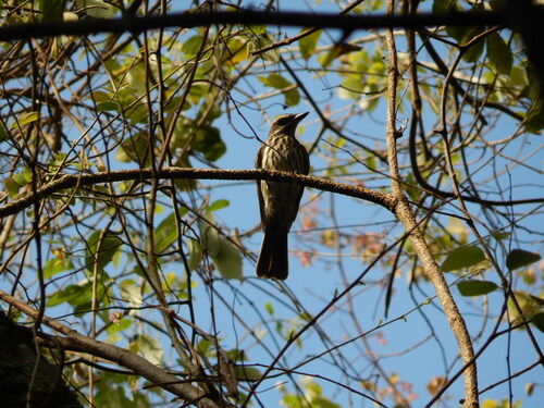 Streaked Flycatcher