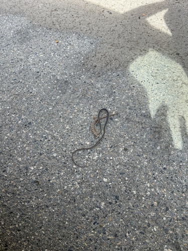 iNaturalist observation photo of Striped Racer