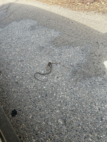 iNaturalist observation photo of Southern Alligator Lizard