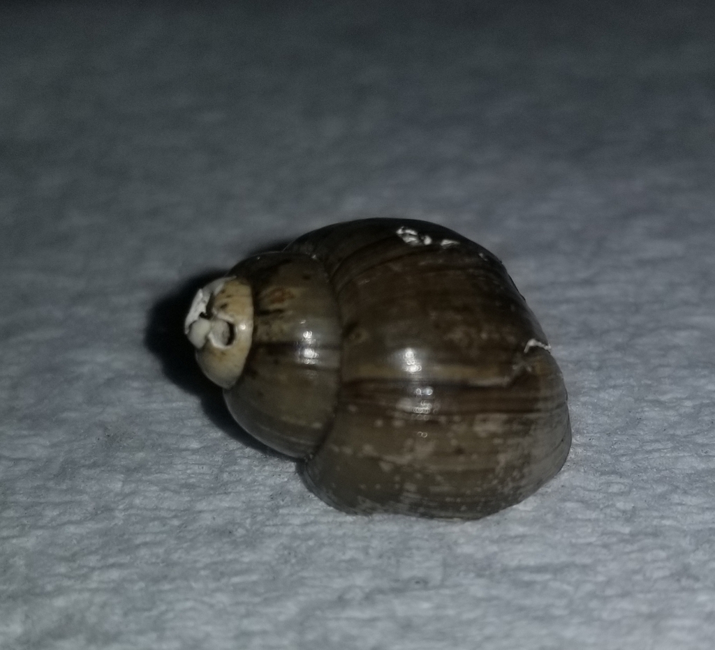 River Snails from East Bethel, MN 55092, USA on July 07, 2019 at 1015