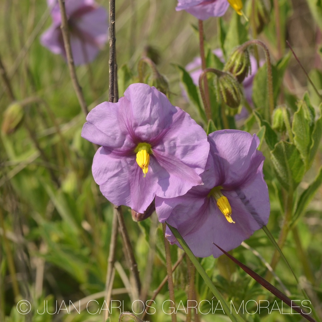 Lycianthes moziniana (Tlanoxtle)