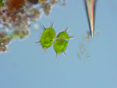 Xanthidium antilopaeum var. laeve