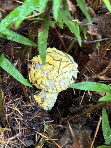 Owingsia PNW01 graham.jpg