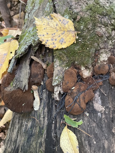 Resinous Polypore