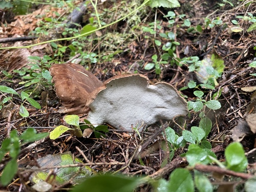 Owingsia PNW01 graham.jpg