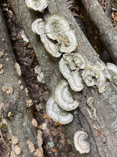 shelf fungi