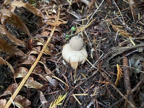 Owingsia PNW01 graham.jpg