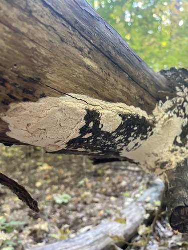 Milk-white Toothed Polypore