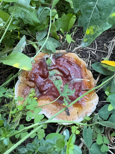 Ganoderma sessile