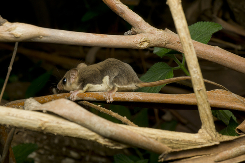 Broad-toed Feather-tailed Glider (Acrobates frontalis) — Data Deficient Mammalia