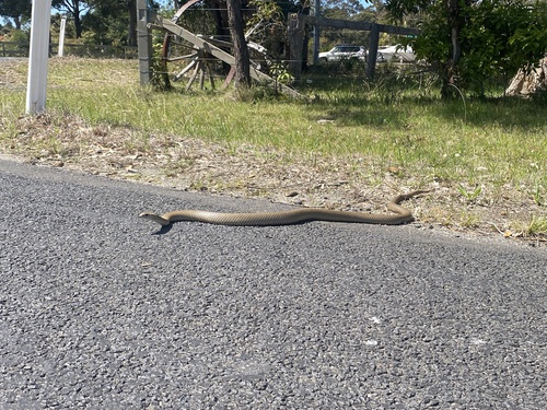 Eastern Brown Snake sighting