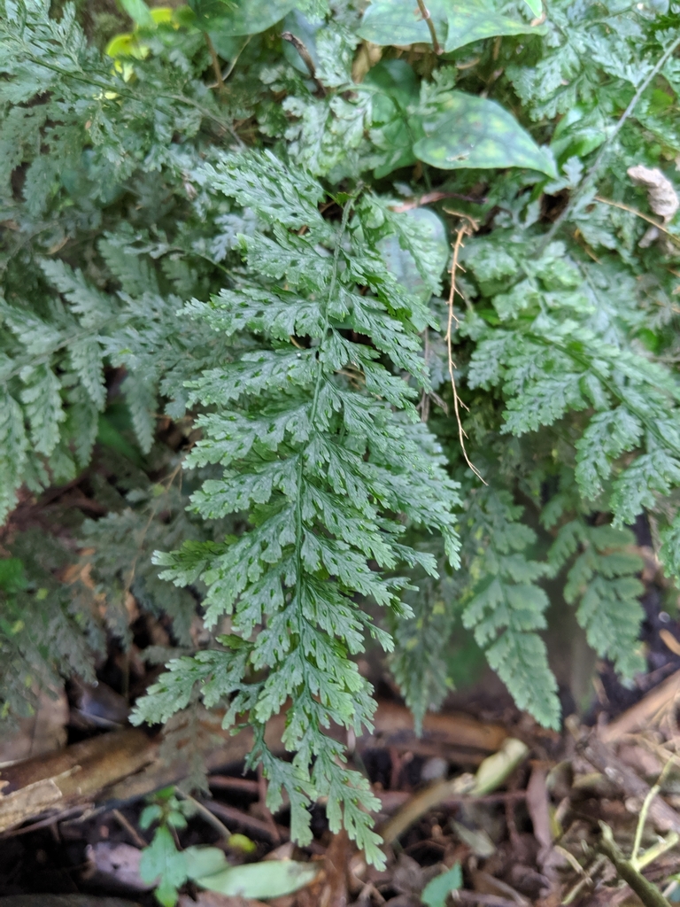 Vandenboschia kalamocarpa (Vandenboschia kalamocarpa)