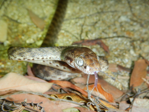 Brown Tree Snake sighting