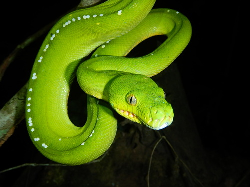 Southern Green Python sighting