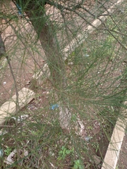 Image of Casuarina equisetifolia