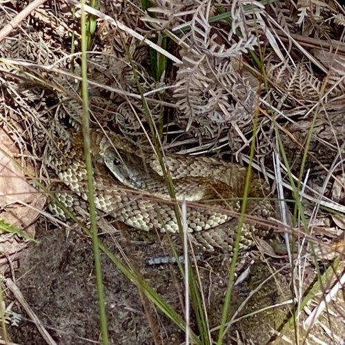 Tiger Snake sighting