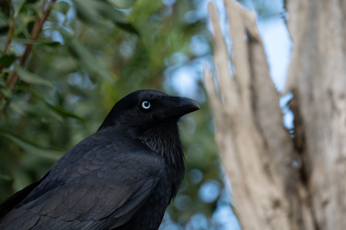 Little Raven