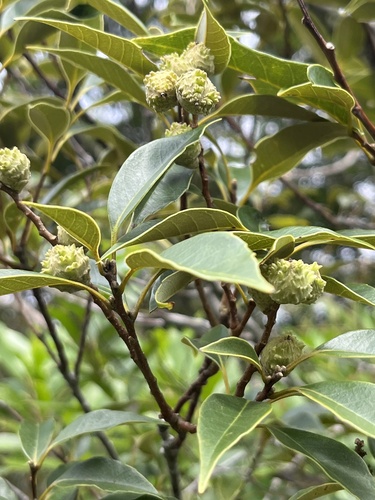 Castanopsis
