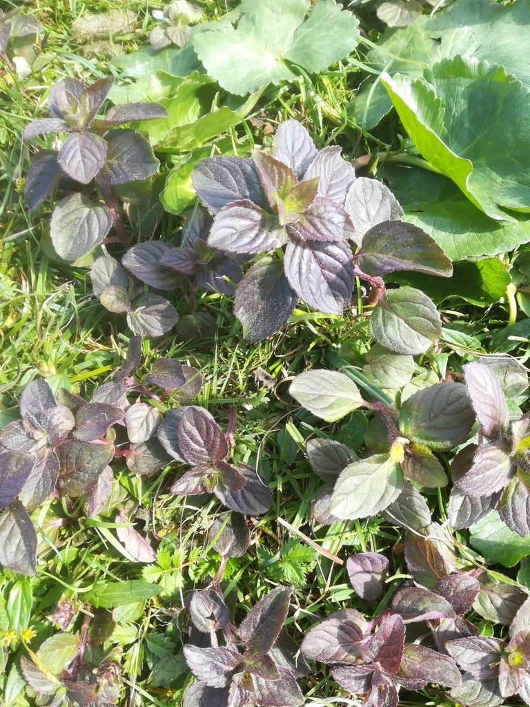 Watermint watermint from Sand, FO-SA, FO on July 8, 2019 at 11:00 AM by Jens ...