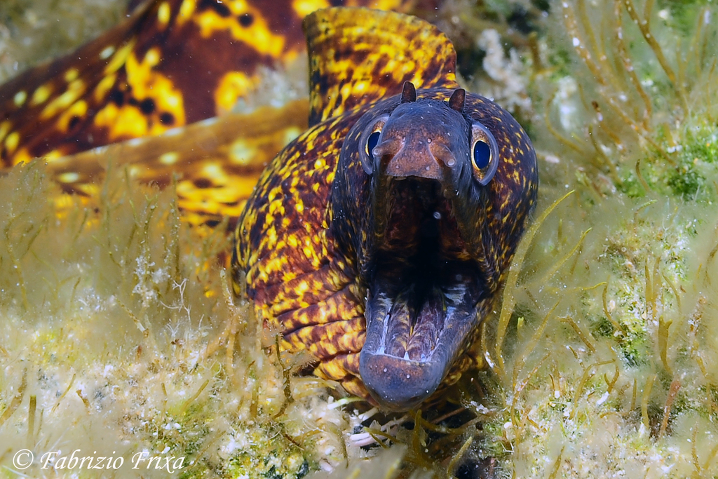 Moray Eel