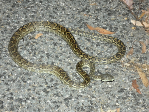 Coastal Carpet Python sighting