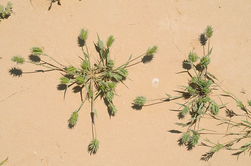 tapertip false wheatgrass (Eremopyrum bonaepartis)