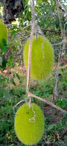 Teasel Gourd