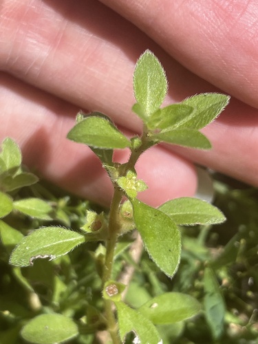 spoon primrose-willow (Ludwigia spathulata)
