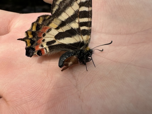 Princess Gifu Butterfly