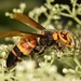 Black-tailed Hornet - Photo (c) Roger C. Kendrick, all rights reserved, uploaded by Roger C. Kendrick