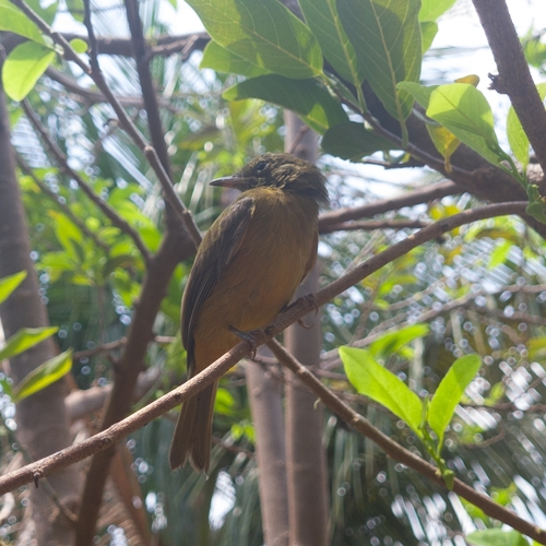 Ochre-bellied Flycatcher