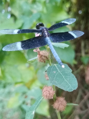 Pied Paddy Skimmer