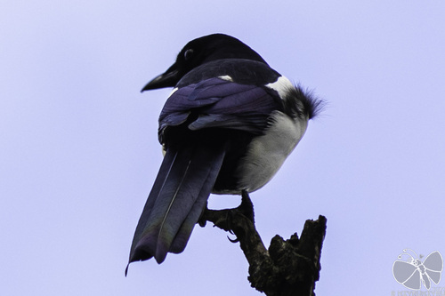 Oriental Magpie