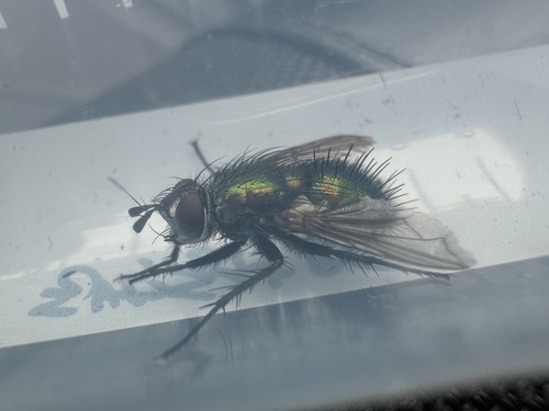 Janthinomyia elegans