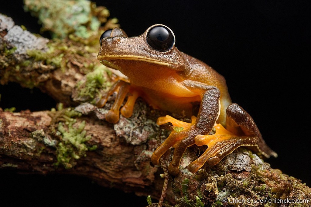 Mountain Big-eyed Tree Frog