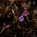 Utricularia pulchra - Photo (c) Chien Lee, todos los derechos reservados, subido por Chien Lee