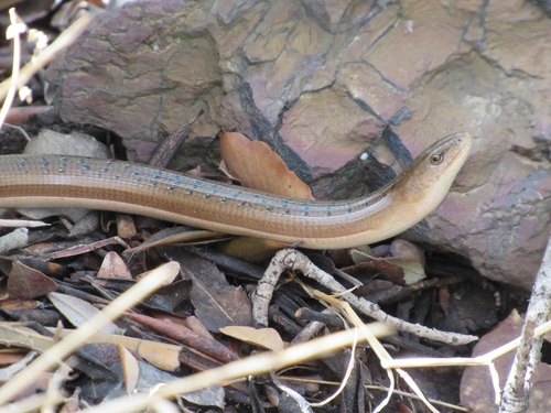 Koelliker's Glass Lizard