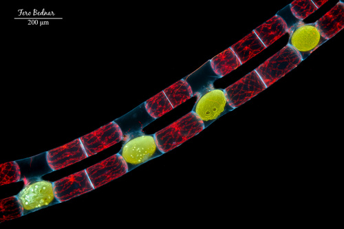 Spirogyra