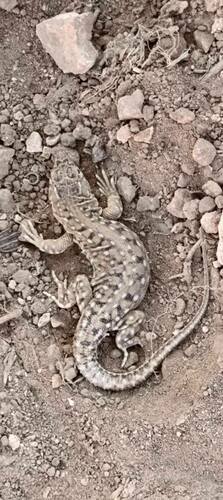 Spiny-footed Lizard