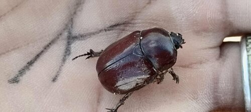 Phyllognathus excavatus
