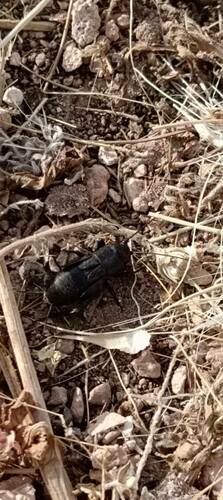 Southern Field Cricket